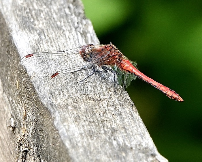 ruddy darter
